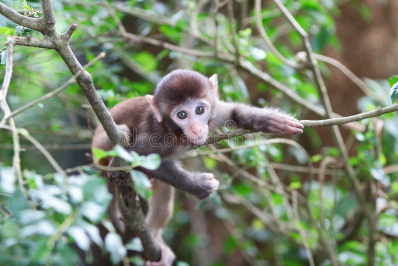 Macaco albino bobo em Hong Kong 749926 Foto de stock no Vecteezy