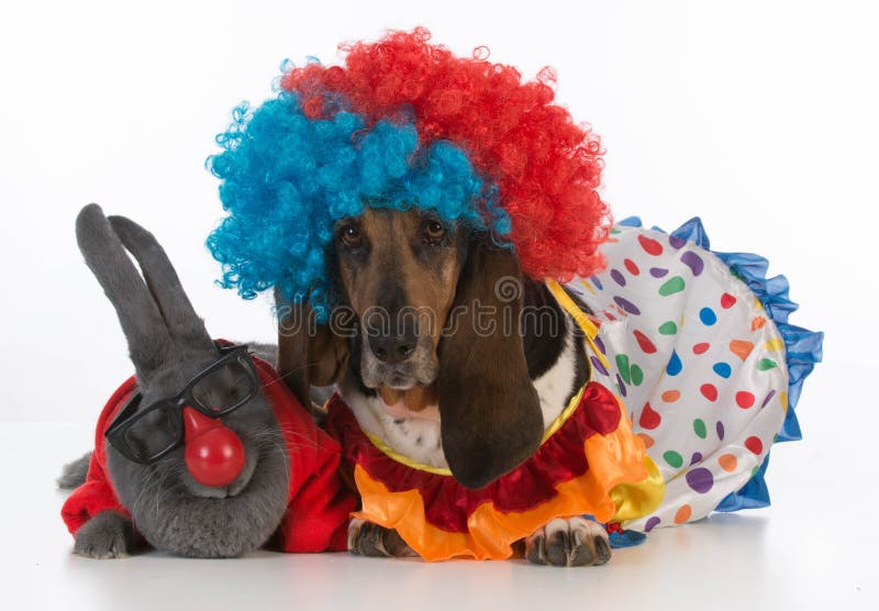 Silly clowns - a bunny rabbit and a basset hound wearing clown costumes on white background