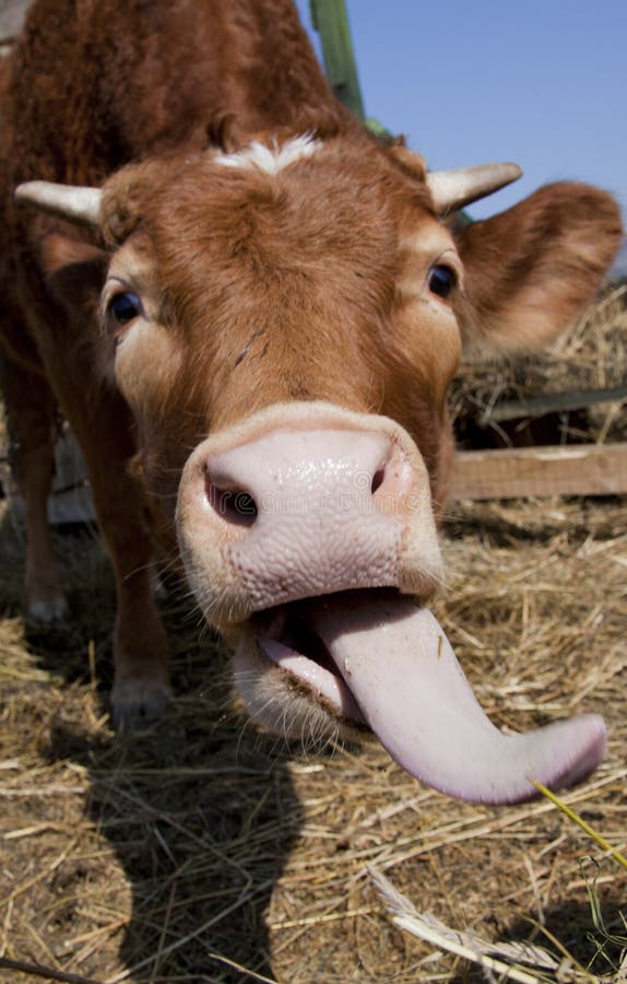 Silly cow stock image. Image of smile, tongue, happy - 19067953