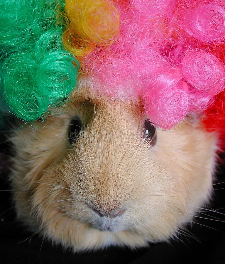 Silly wigs top