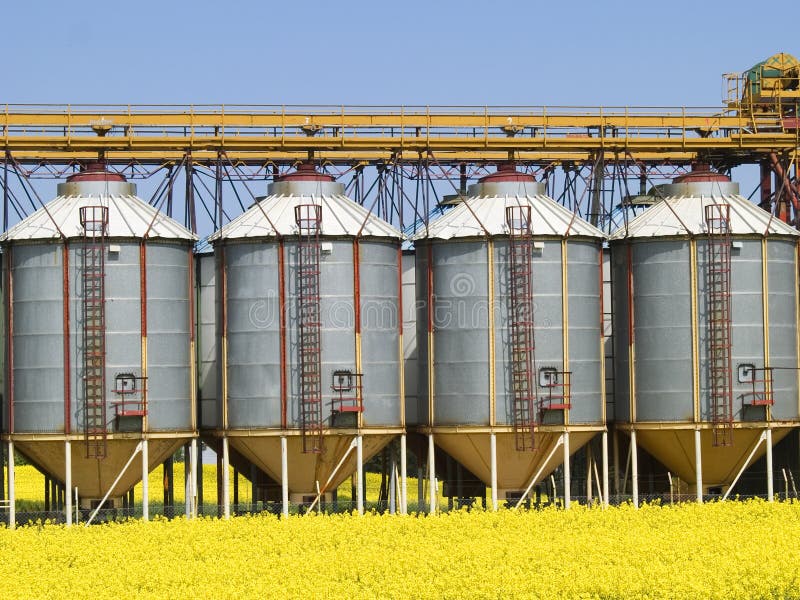A row of grain silos surrounded by fields of