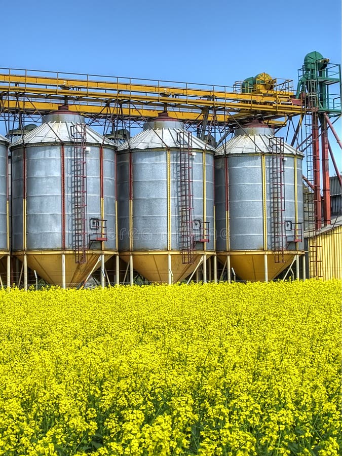 A row of grain silos surrounded by fields of