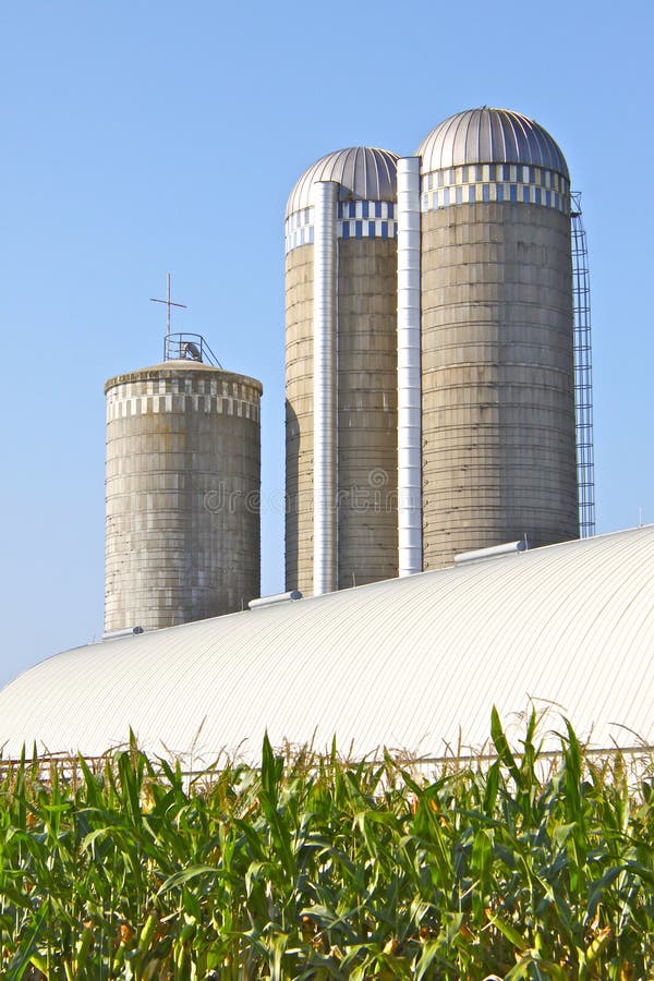 Three silos, one with a cross at the top, at the edge of a cornfield in Wisconsin, USA. Three silos, one with a cross at the top, at the edge of a cornfield in Wisconsin, USA.