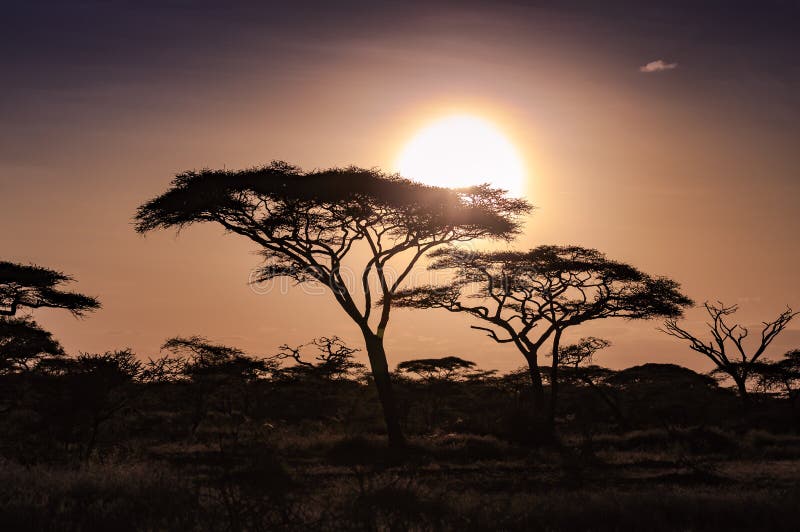 Silouette of Acacia Tree at Sunset Stock Image - Image of national ...