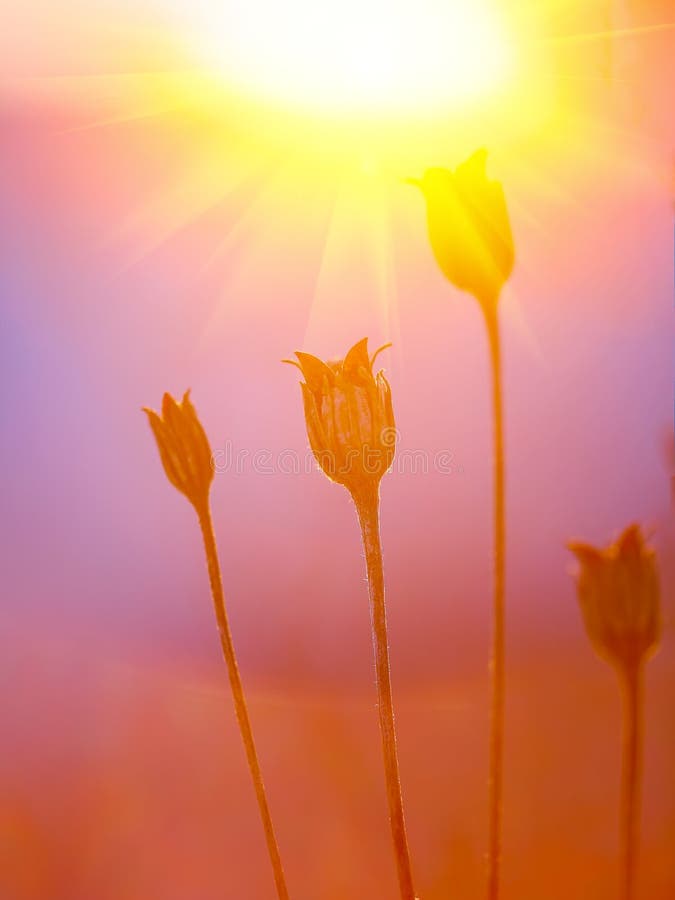 Silueta abstracta de la planta en la puesta del sol imagen de archivo libre de regalías Silueta abstracta de la planta en la puesta del sol imagen de archivo libre de regalías