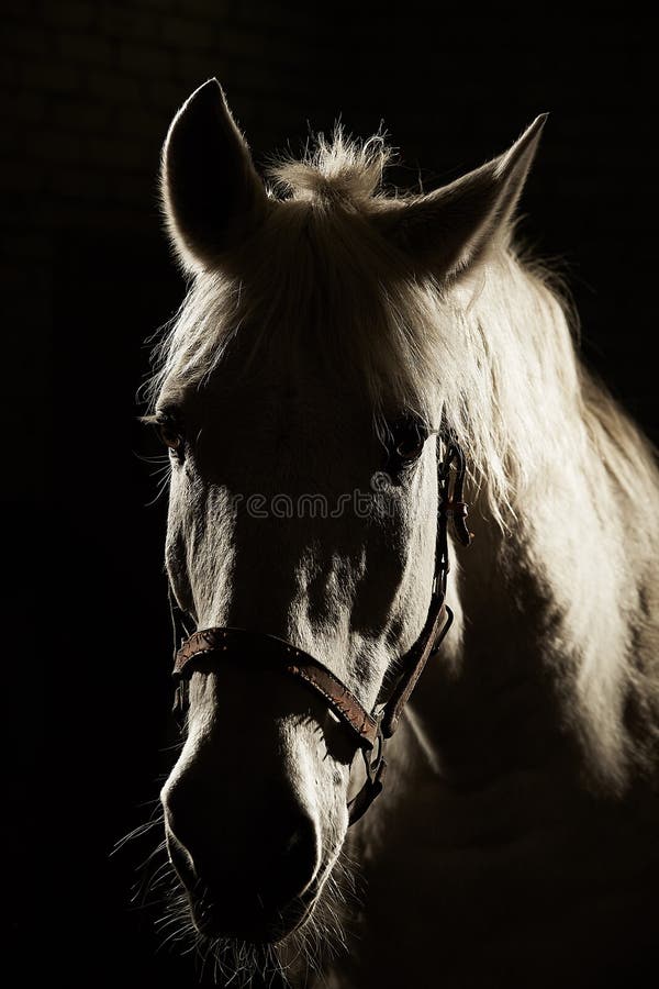 White horse silhouette in backlight on black background. Portrait of handsome gelding. White horse silhouette in backlight on black background. Portrait of handsome gelding.