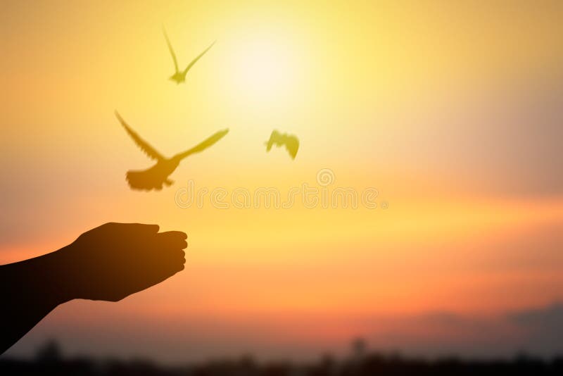 Silueta De Que Lanza Pájaros Y Que Vuela a La Vida De La Libertad, C Foto de archivo - Imagen de paisaje, nube: 114950930