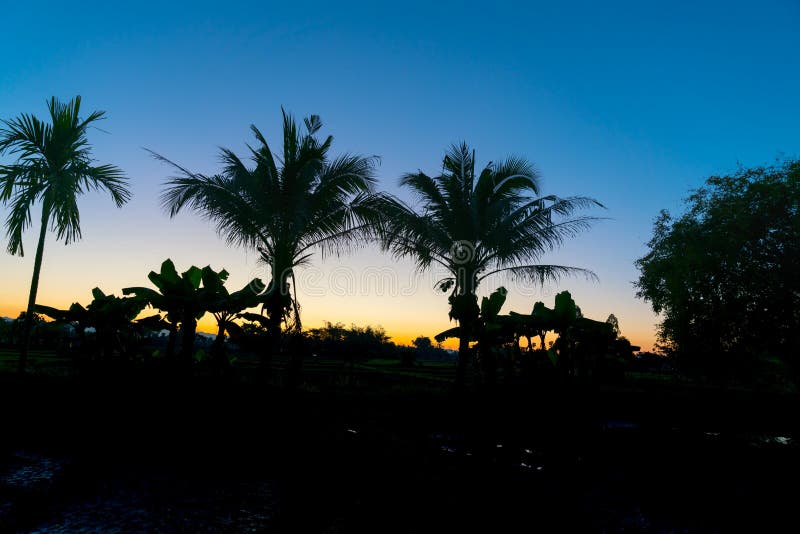 Silueta de las palmeras del coco y del plátano contra el cielo de la salida del sol imagen de archivo libre de regalías Silueta de las palmeras del coco y del plátano contra el cielo de la salida del sol imagen de archivo libre de regalías