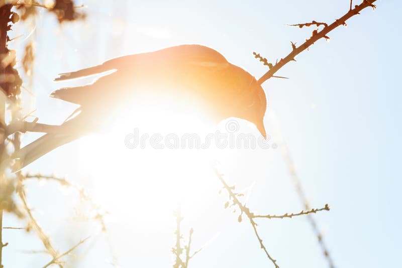 Silueta de un pájaro en un día soleado del invierno imagen de archivo Silueta de un pájaro en un día soleado del invierno imagen de archivo