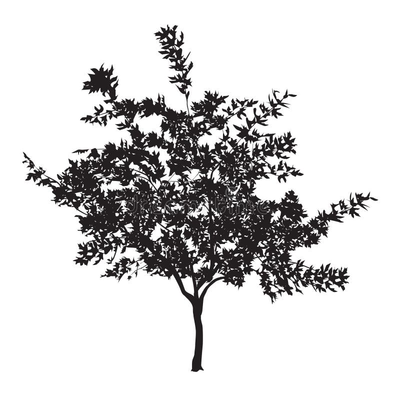 Silueta de un árbol plano joven con las hojas libre illustration Silueta de un árbol plano joven con las hojas libre illustration