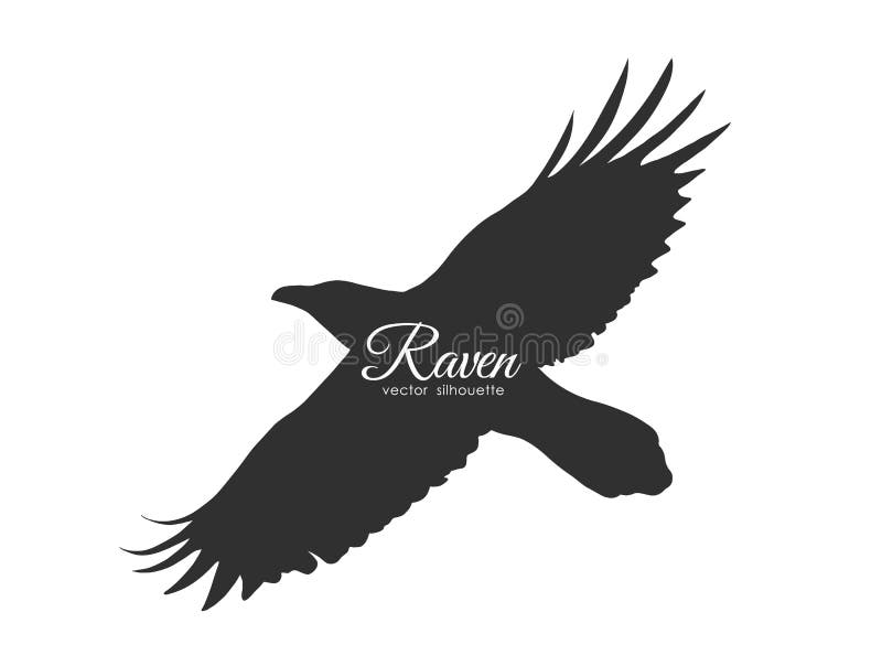 Silueta del cuervo del vuelo aislada en el fondo blanco Pájaro negro en mosca libre illustration