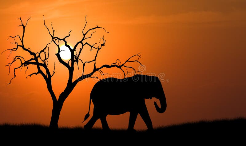 Silueta del elefante fotografía de archivo Silueta del elefante fotografía de archivo