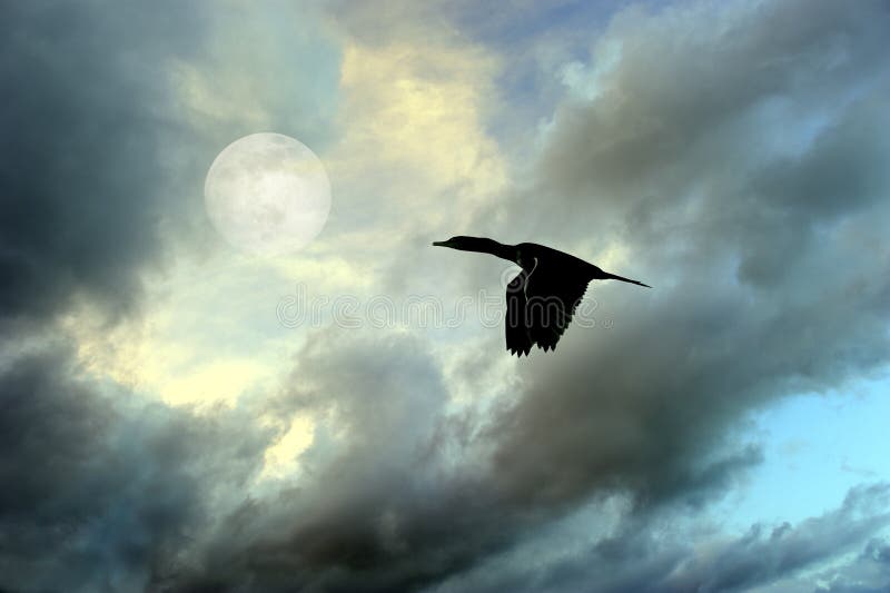 Silueta del vuelo del pájaro fotografía de archivo libre de regalías Silueta del vuelo del pájaro fotografía de archivo libre de regalías