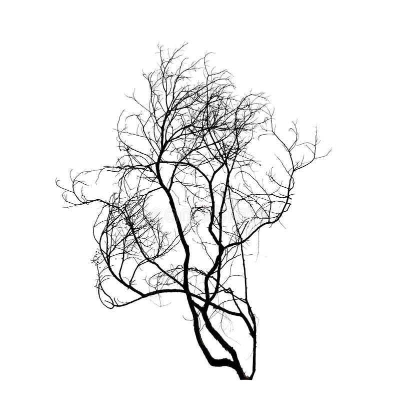 Silueta muerta del árbol aislada en whte foto de archivo Silueta muerta del árbol aislada en whte foto de archivo