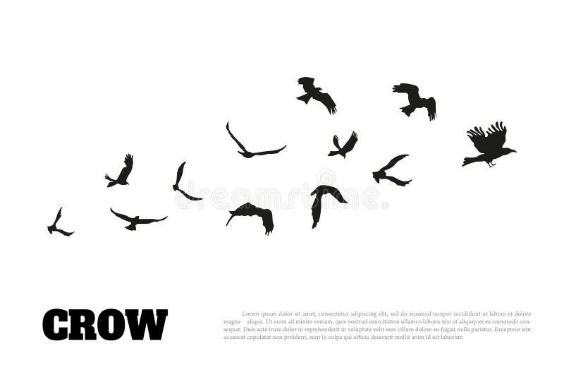 Silueta negra de un cuervo en un fondo blanco Raven Isolated stock de ilustración