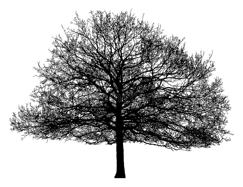 Silueta unui arbore singuratic royalty free illustration
