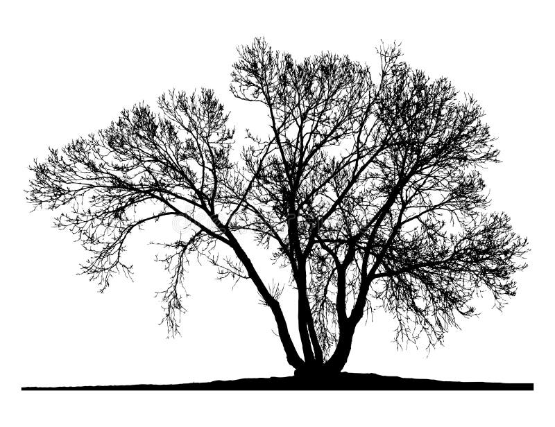Silueta unui arbore singuratic stock illustration