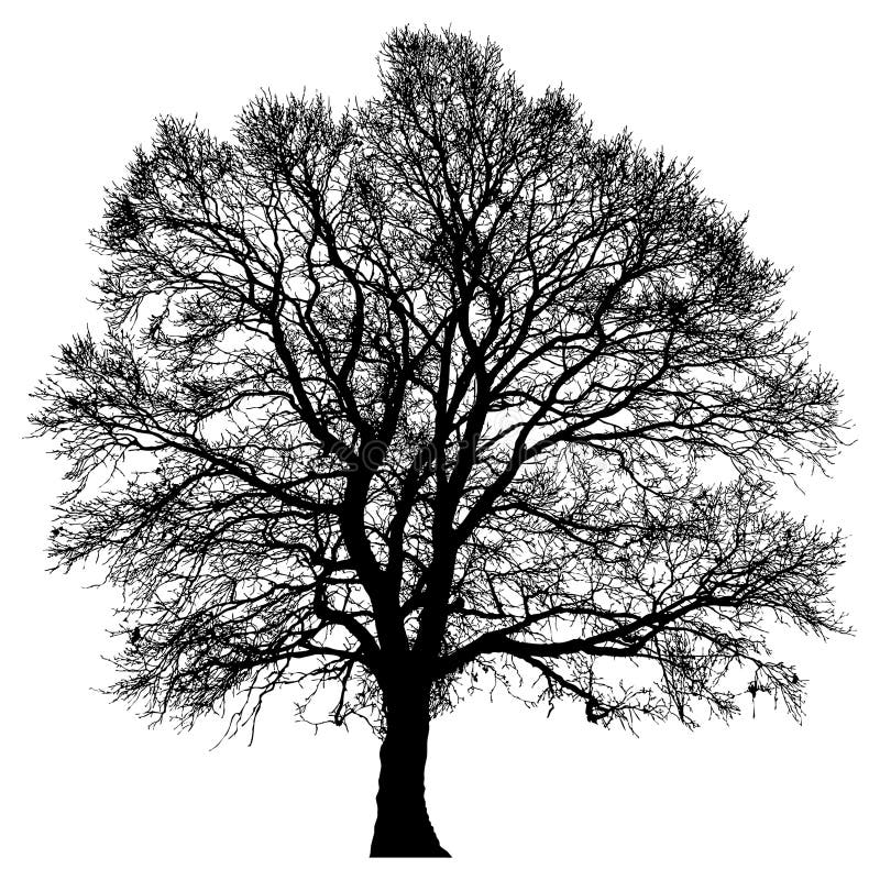 Silueta unui arbore singuratic stock illustration