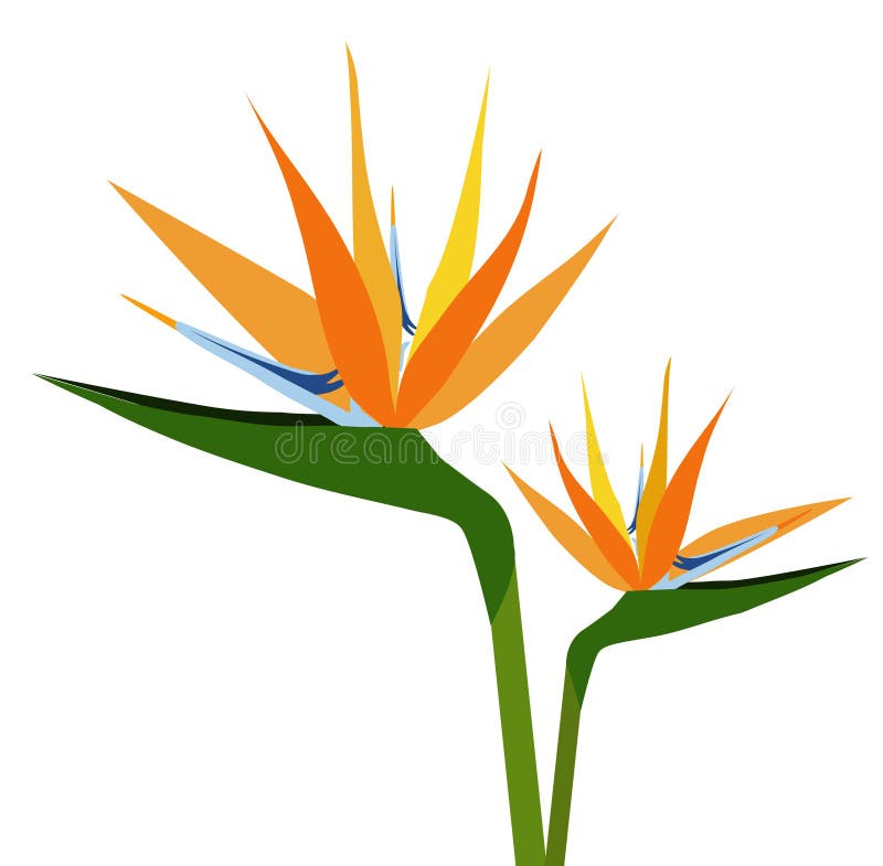 Silueta-vector de la flor de las aves del paraíso ilustración del vector Silueta-vector de la flor de las aves del paraíso ilustración del vector