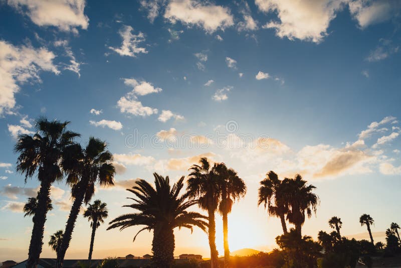 Siluetas de la palmera contra fondo del cielo y de la puesta del sol imagen de archivo Siluetas de la palmera contra fondo del cielo y de la puesta del sol imagen de archivo