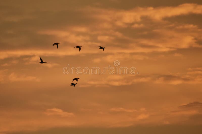 Siluetas de los patos salvajes que vuelan hacia el cielo colorido a la puesta del sol. Los pájaros platyrhynchos de anas en el cie fotos de archivo