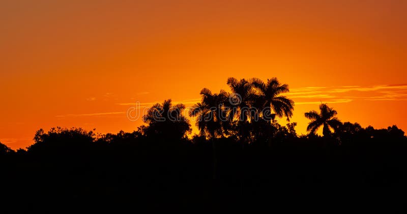 Siluetas de palmeras y arbustos sobre un fondo de cielo rojo anaranjado. Parque Nacional Everglades. Florida. EE.UU. fotografía de archivo Siluetas de palmeras y arbustos sobre un fondo de cielo rojo anaranjado. Parque Nacional Everglades. Florida. EE.UU. fotografía de archivo
