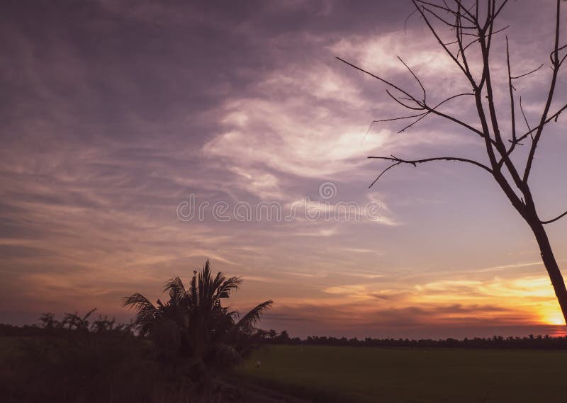 Siluetta asciutta dell'albero in deserto sotto il bello fondo del cielo di tramonto fotografia stock libera da diritti Siluetta asciutta dell'albero in deserto sotto il bello fondo del cielo di tramonto fotografia stock libera da diritti