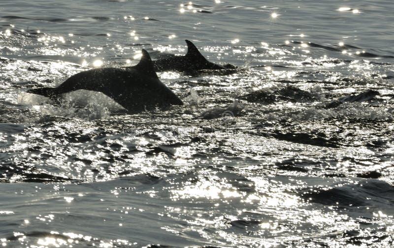 Siluetta dei delfini, nuotante nell'oceano e cercante per il pesce immagini stock Siluetta dei delfini, nuotante nell'oceano e cercante per il pesce immagini stock