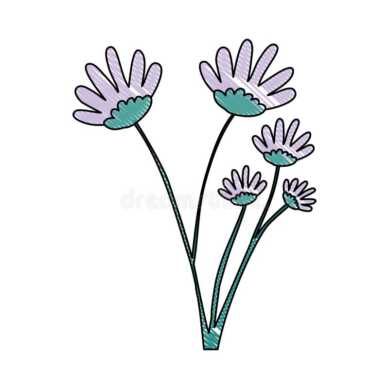 Siluetta del pastello del mazzo lilla del fiore della margherita di colore del disegno della mano con parecchie ramificazioni illustrazione vettoriale Siluetta del pastello del mazzo lilla del fiore della margherita di colore del disegno della mano con parecchie ramificazioni illustrazione vettoriale
