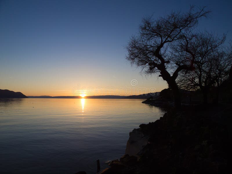 Siluetta dell'albero al lago Lemano durante il tramonto fotografie stock Siluetta dell'albero al lago Lemano durante il tramonto fotografie stock