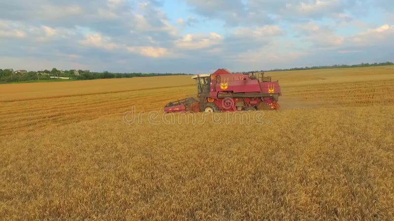 Siluetta dell'uomo Cowering di affari Mietitrebbiatura un campo di grano di caduta