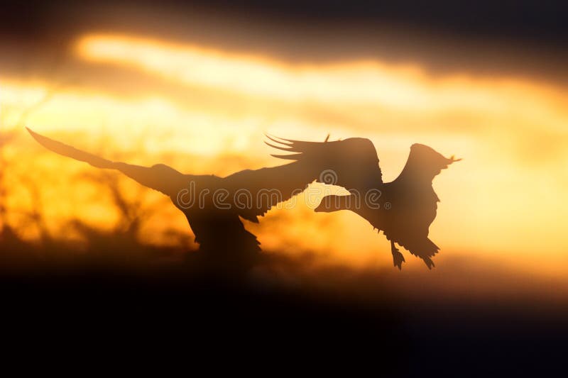 A pair of snow geese silhouette landing during sunset. A pair of snow geese silhouette landing during sunset