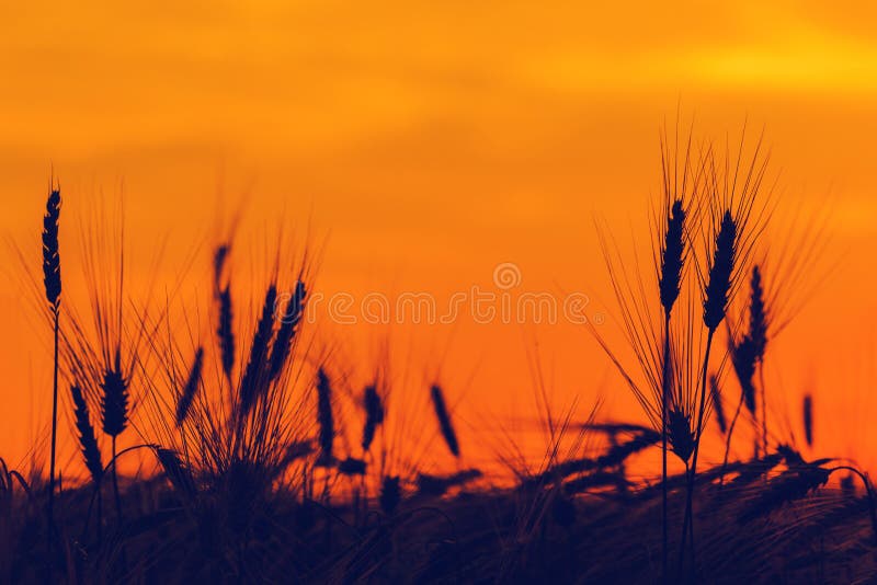 Siluetta delle orecchie del grano nel tramonto immagine stock libera da diritti Siluetta delle orecchie del grano nel tramonto immagine stock libera da diritti