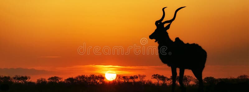 Siluetta di Kudu di tramonto del Sudafrica fotografia stock libera da diritti Siluetta di Kudu di tramonto del Sudafrica fotografia stock libera da diritti