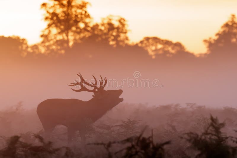 Siluetta lunatica del cervus elaphus del maschio dei cervi nobili che bugling fotografie stock Siluetta lunatica del cervus elaphus del maschio dei cervi nobili che bugling fotografie stock