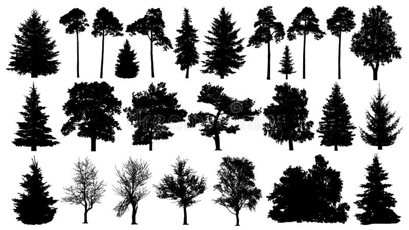 Siluetta messa alberi Albero isolato foresta di conifere su fondo bianco