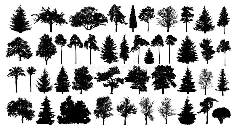 Siluetta messa degli alberi forestali di foresta di conifere Albero isolato su fondo bianco