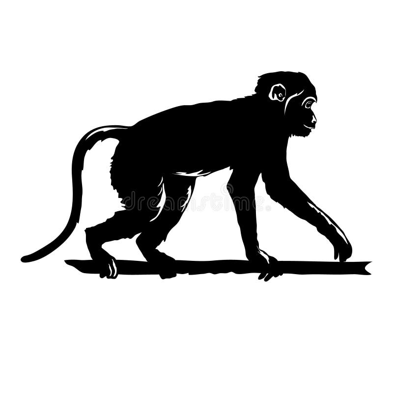 Siluetta nera della scimmia su fondo bianco Siluetta disegnata a mano del bastone da passeggio dello scimpanzè animale divertente illustrazione di stock