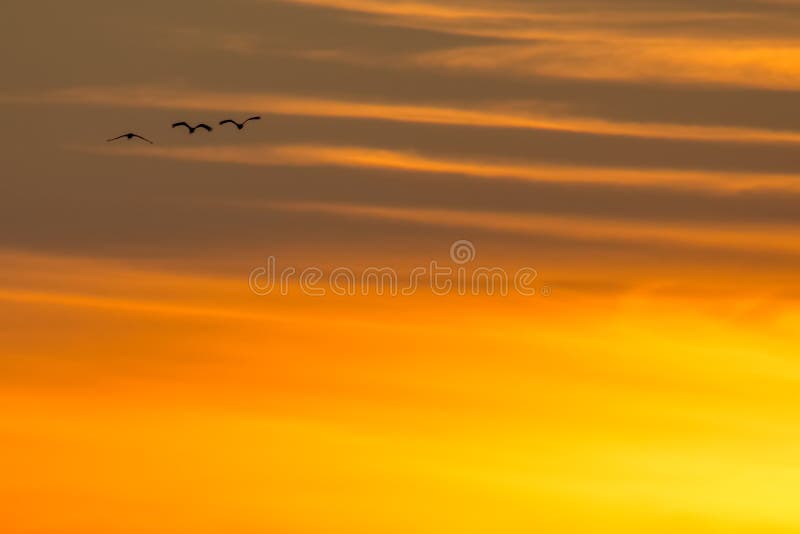 Siluetta retroilluminata delle gru di Sandhill in volo con al crepuscolo giallo ed arancio dorato/tramonto del cielo durante la m fotografie stock Siluetta retroilluminata delle gru di Sandhill in volo con al crepuscolo giallo ed arancio dorato/tramonto del cielo durante la m fotografie stock