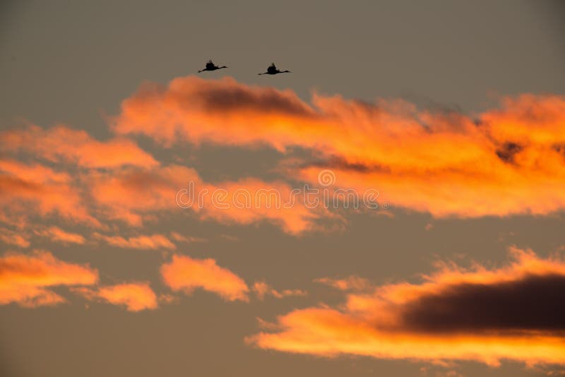 Siluetta retroilluminata delle gru di Sandhill in volo con al crepuscolo giallo ed arancio dorato/tramonto del cielo durante le m fotografia stock Siluetta retroilluminata delle gru di Sandhill in volo con al crepuscolo giallo ed arancio dorato/tramonto del cielo durante le m fotografia stock
