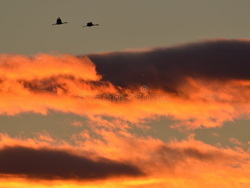 Siluetta retroilluminata delle gru di Sandhill in volo con al crepuscolo giallo ed arancio dorato/tramonto del cielo durante le m fotografia stock libera da diritti Siluetta retroilluminata delle gru di Sandhill in volo con al crepuscolo giallo ed arancio dorato/tramonto del cielo durante le m fotografia stock libera da diritti
