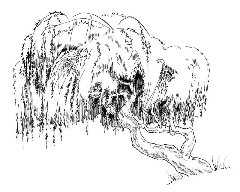 Albero di salice illustrazione vettoriale