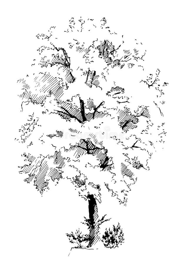 Di limetta illustrazione vettoriale