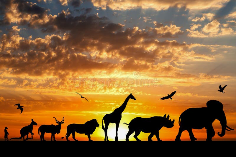 Siluette degli animali sul tramonto nuvoloso dorato