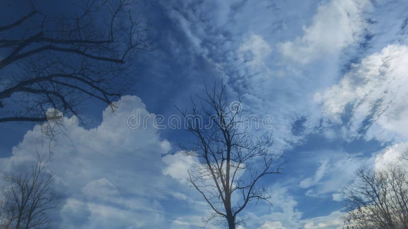 Siluette sfrondate nude dell'albero sul fondo del cielo blu Cielo blu coperto di nuvole bianche fotografie stock libere da diritti Siluette sfrondate nude dell'albero sul fondo del cielo blu Cielo blu coperto di nuvole bianche fotografie stock libere da diritti