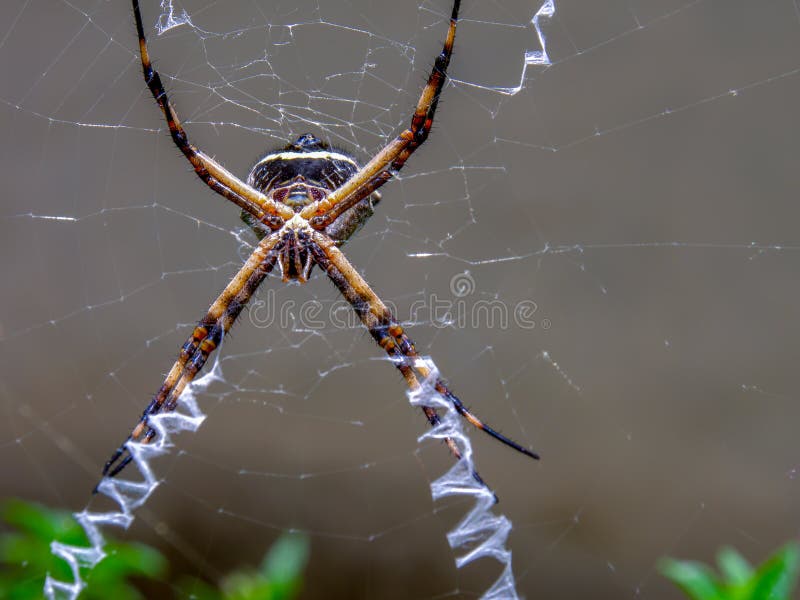Silver Argiope Garden Spider Hunting In Its Web Stock Photo