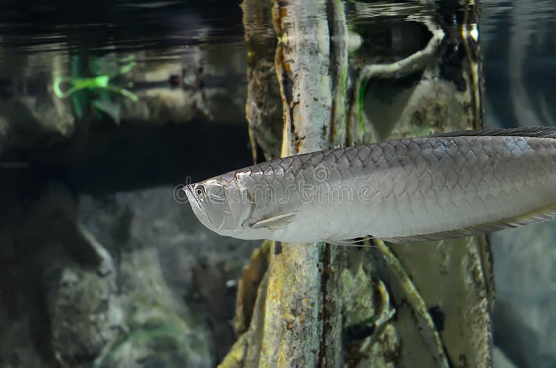 silver arowana wallpaper