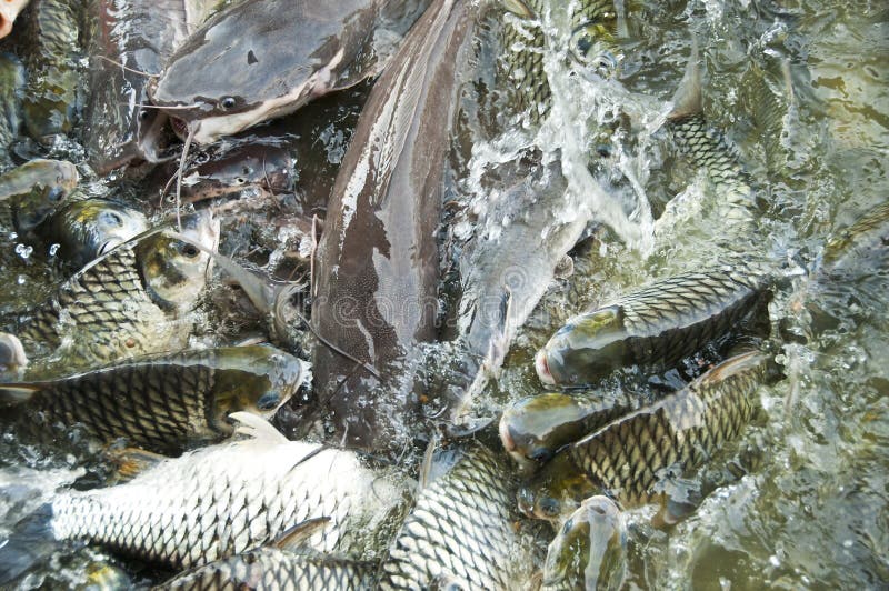 Silver Barb Fish and Giant Catfish. Stock Image Image of clariidae, fauna 31067061