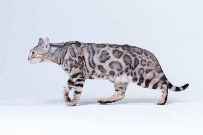 1 749 Silver Bengal Photos Free Royalty Free Stock Photos From Dreamstime