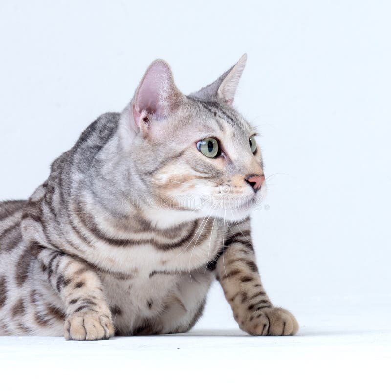 236 Silver Tabby Bengal Cat Stock Photos Free & RoyaltyFree Stock